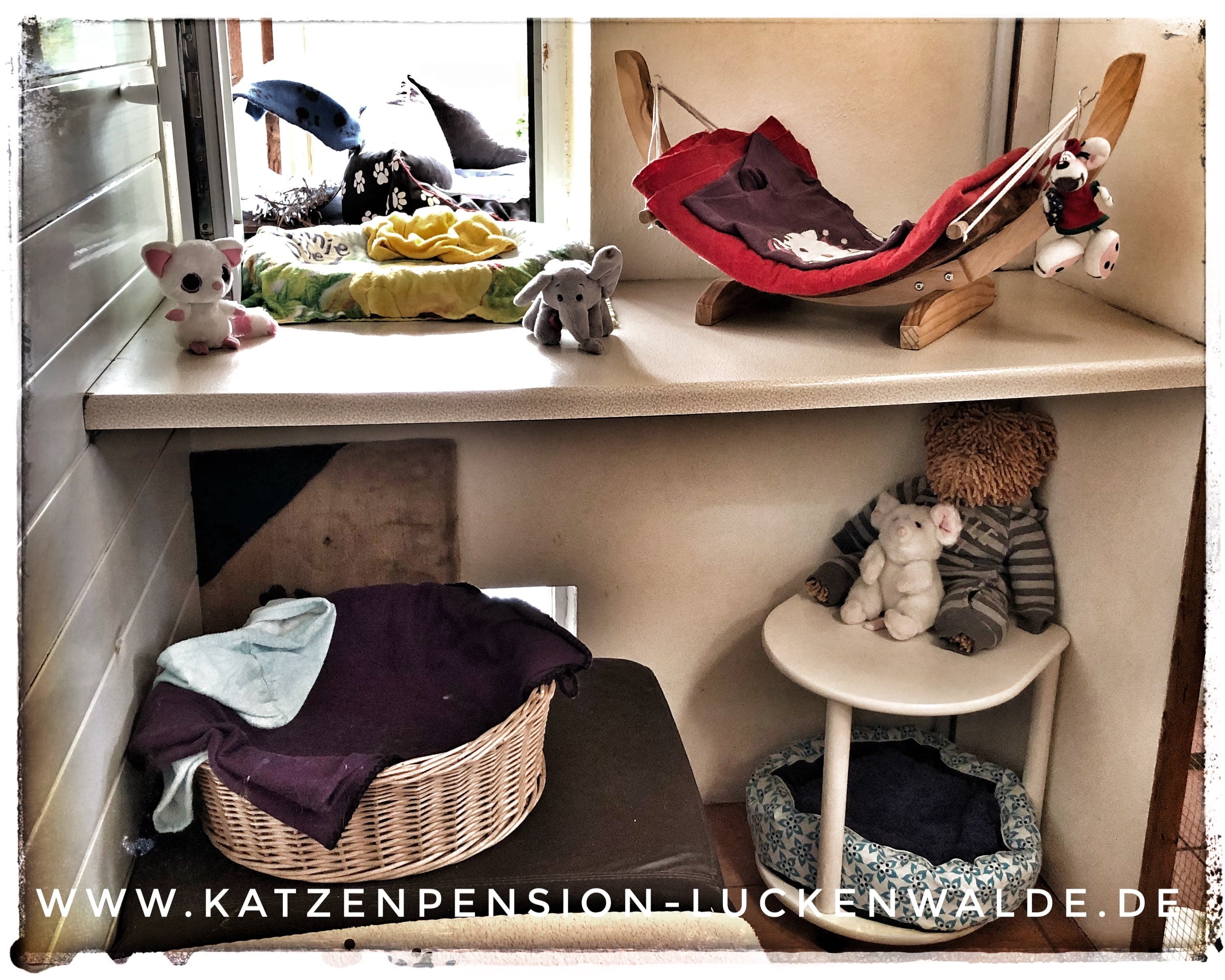 Betreuung Ihrer Katze Im Urlaub in ihrer Region Königs Wusterhausen - IMG 9522 min - KATZENHAUS - KATZENPENSION - TIERHOTEL - KATZEN TIERHEIM - TIERSITTER