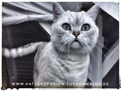 Betreuung Ihrer Katze Im Urlaub in ihrer Region Wittenberg - IMG 5254 min - KATZENHAUS - KATZENPENSION - TIERHOTEL - KATZEN TIERHEIM - TIERSITTER