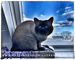 Betreuung Ihrer Katze Im Urlaub in ihrer Region Luckau - IMG 7651 min - KATZENHAUS - KATZENPENSION - TIERHOTEL - KATZEN TIERHEIM - TIERSITTER