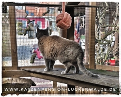 Betreuung Ihres Tieres Im Urlaub in ihrer Region Luckenwalde - IMG 8315 min - KATZENHAUS - KATZENPENSION - TIERHOTEL - KATZEN TIERHEIM - TIERSITTER